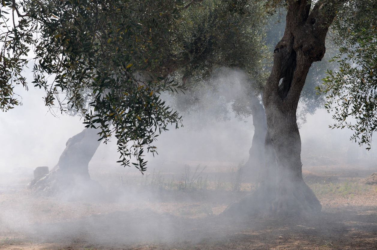 fire in the olive plantation
