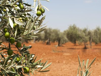 Ελαιοκομία: από τον ελαιώνα στις αγορές του κόσμου