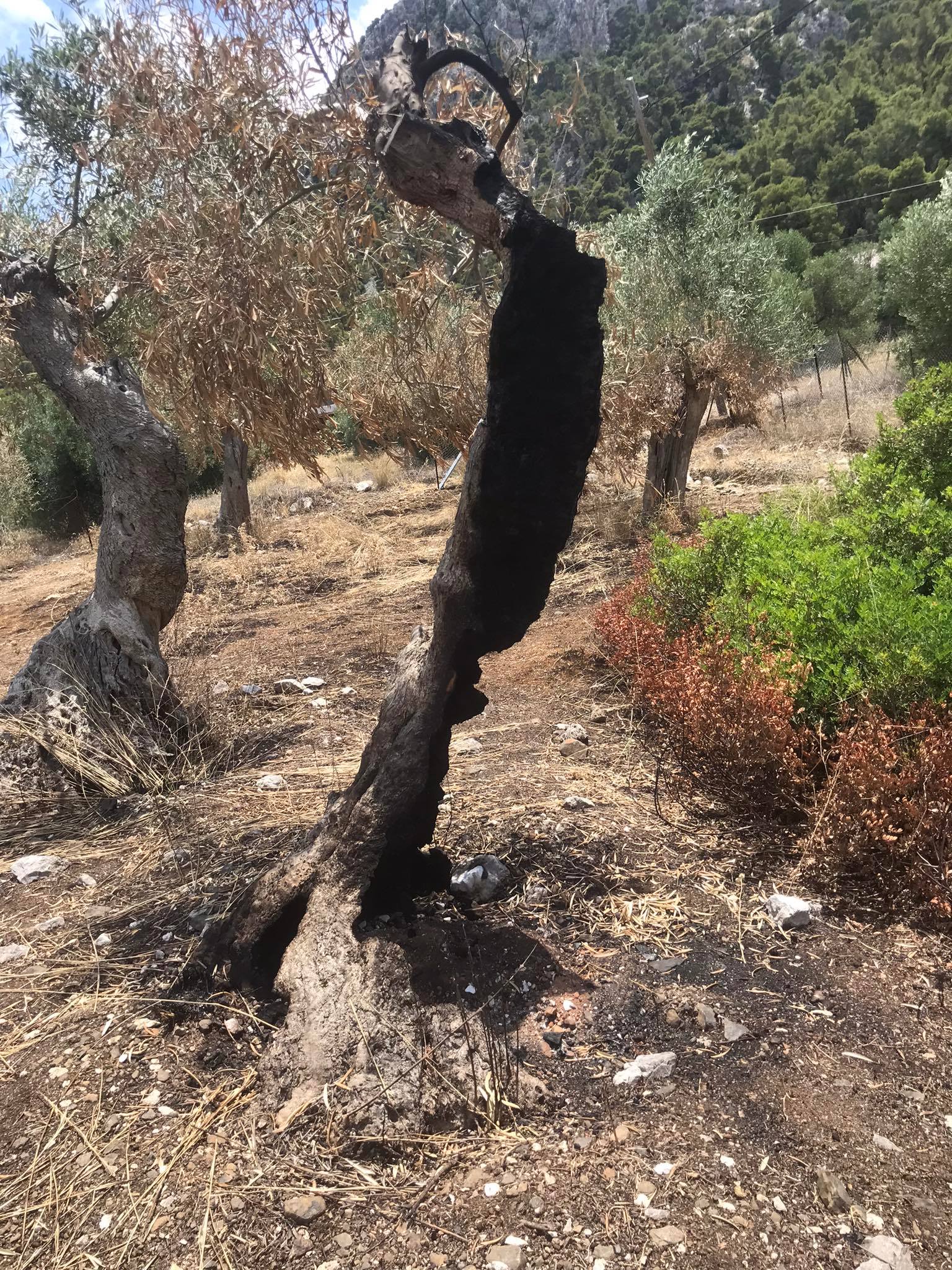 Ορθοί φυτοπροστατευτικοί χειρισμοί σε δενδρώνα 2 orthoi_xeirismoi_se_dendrwna2